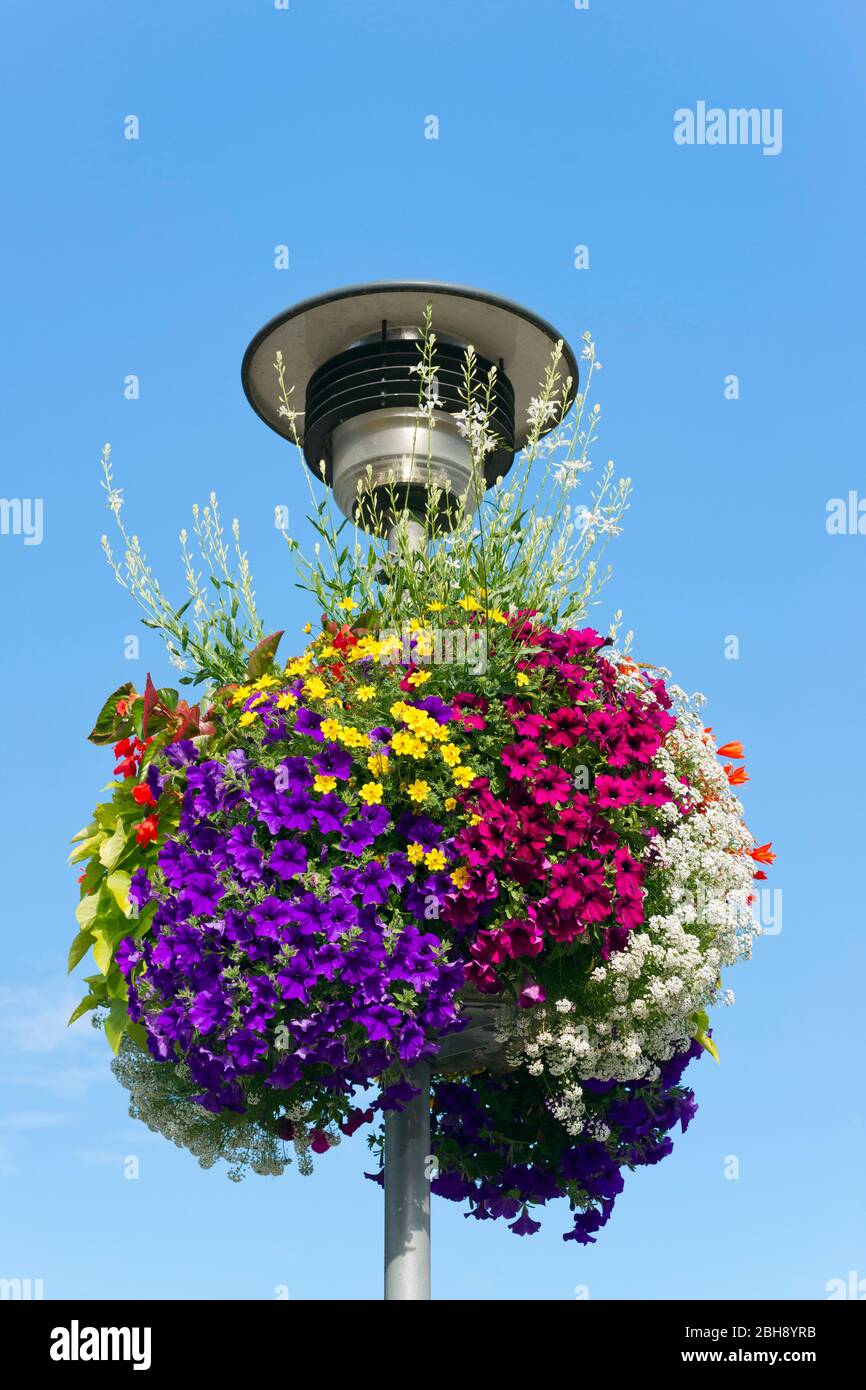 Deutschland, Baden-Württemberg, Tübingen, Blumenschmuck, Blumenampel an einer Straßenlaterne. Foto Stock