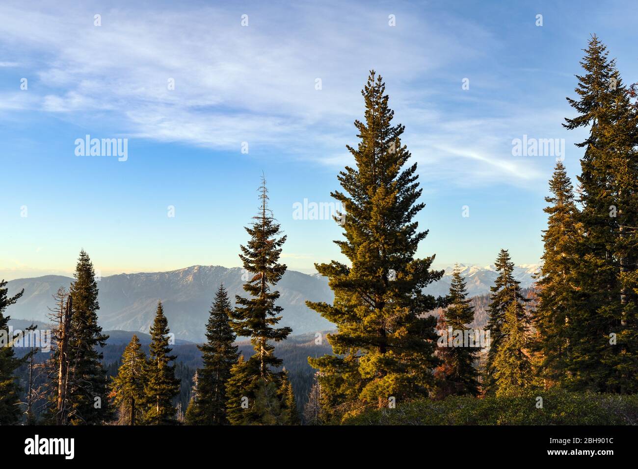 USA, Kalifornien, Blick in die Ferne im Kings-Canyon Nationalpark, mächtige Bäume im Vordergrund, schneebedeckte Gipfel im Hintergrund Foto Stock