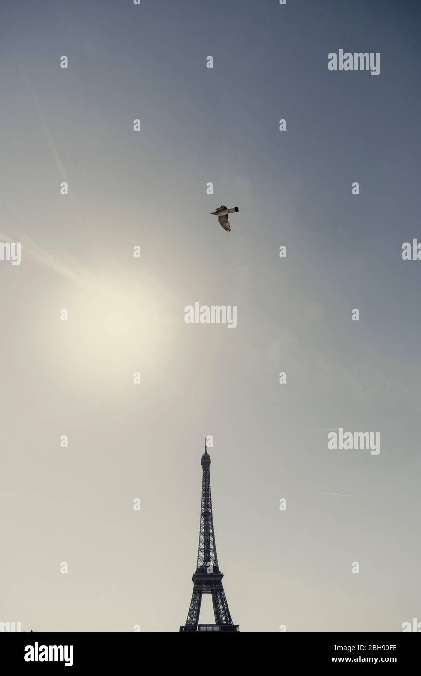 Palais de Chaillot con la Torre Eiffel e l'uccello volante al semaforo posteriore Foto Stock