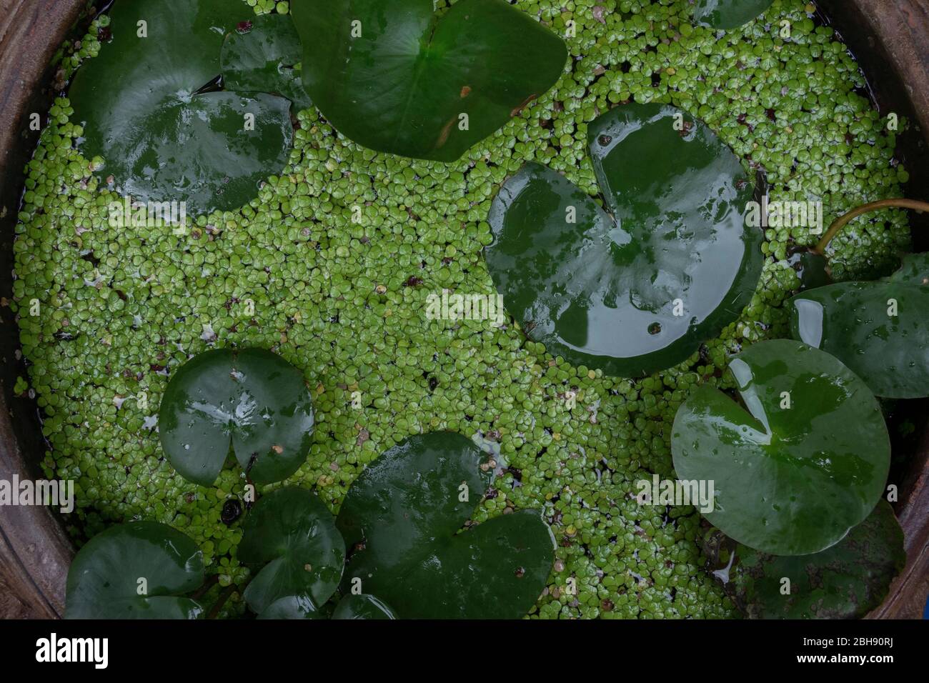 Pianta di loto in secchio d'acqua Foto Stock