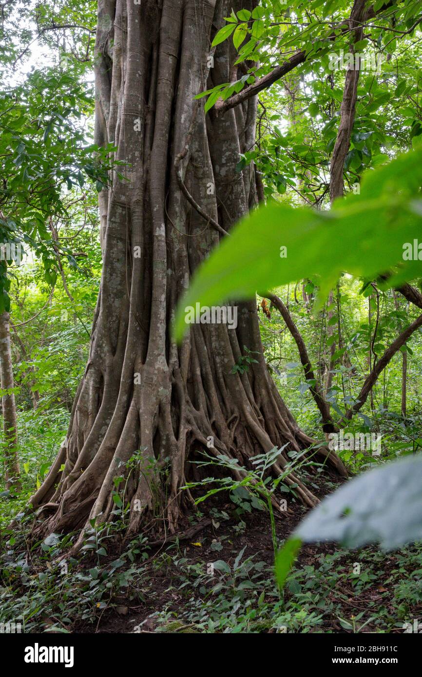 Albero con radici aeree nella giungla Foto Stock