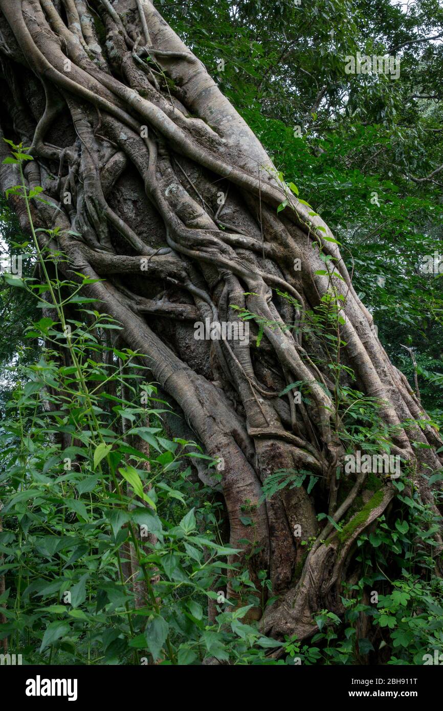 Albero con radici aeree nella giungla Foto Stock