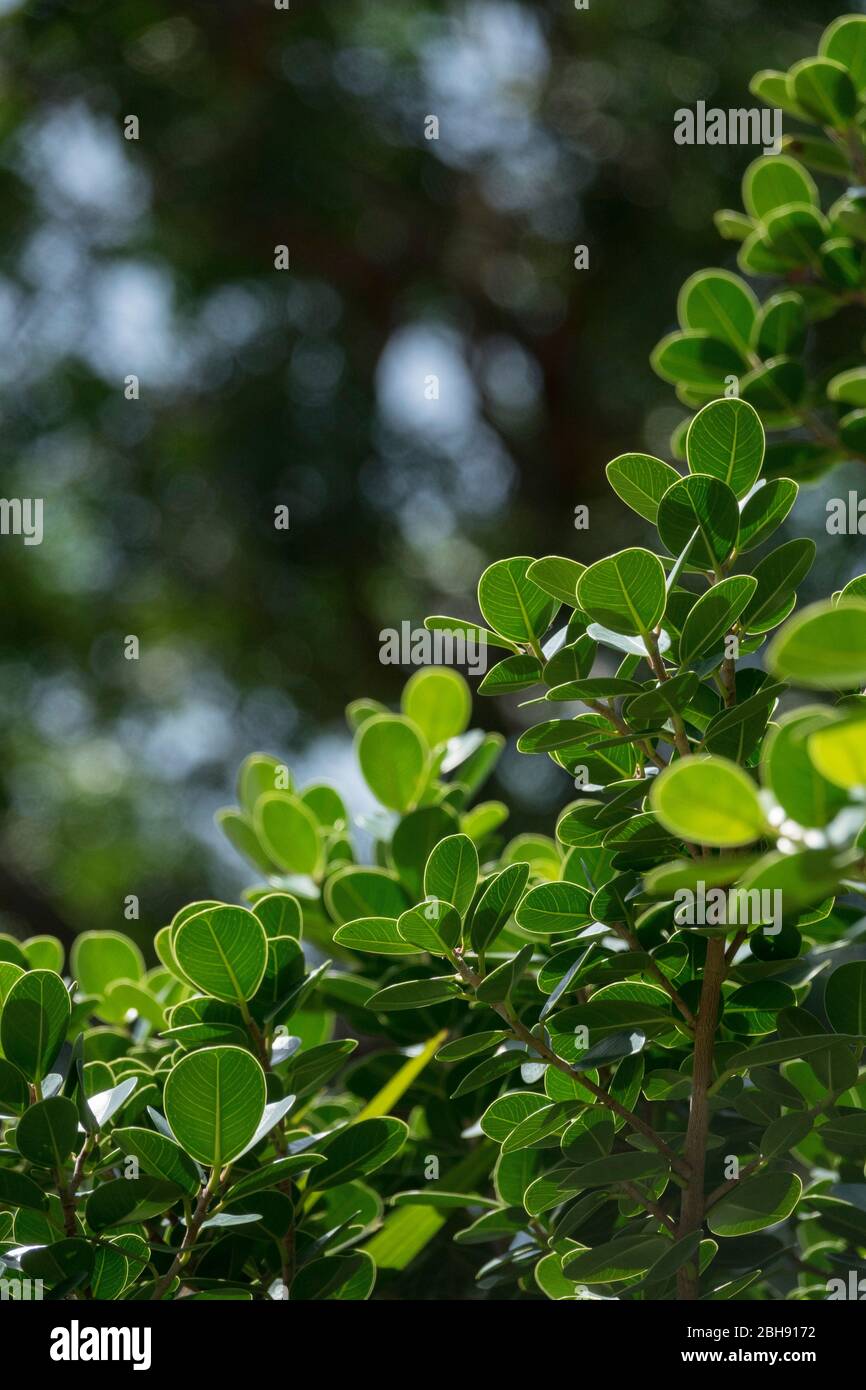piante tropicali in pieno verde Foto Stock