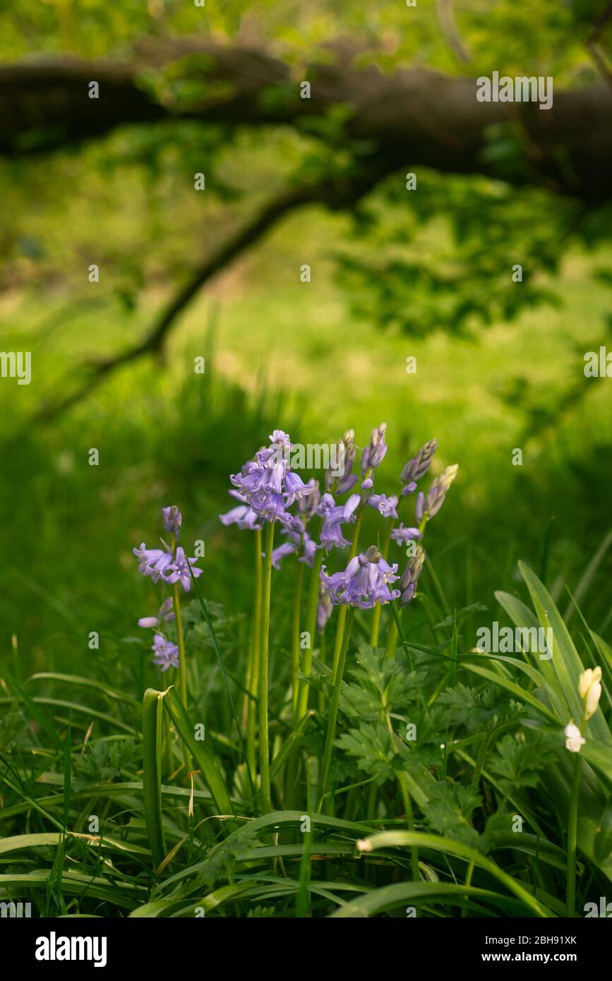Primo piano di Bluebells che cresce a Woods in Scozia Foto Stock