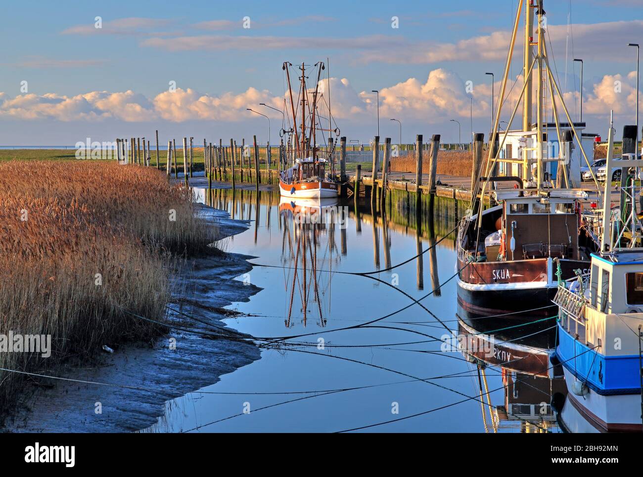 Kutterhafen am Wattenmeer con taglierine di gamberi, Spieka-Neufeld, distretto di Nordholz, Land Wursten, costa del Mare del Nord, bassa Sassonia, Germania del Nord, Germania Foto Stock