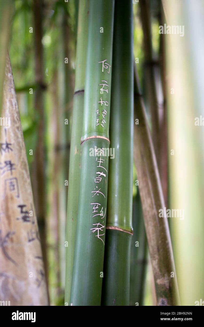 Lui Yun e Ling Ling vivono per sempre Foto Stock