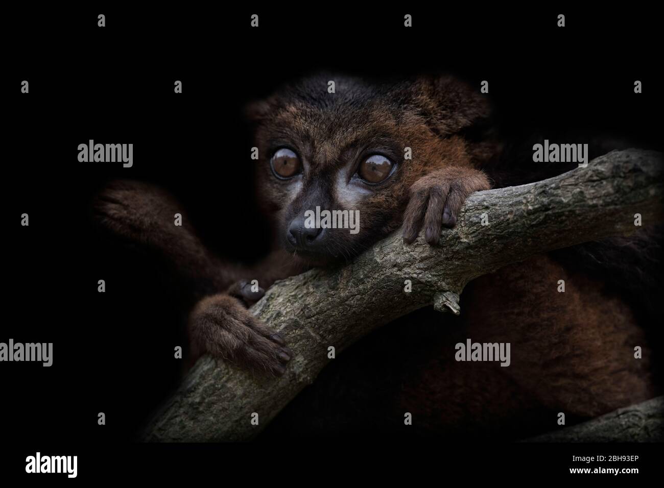 limur di bambù, madagascar, africa Foto Stock