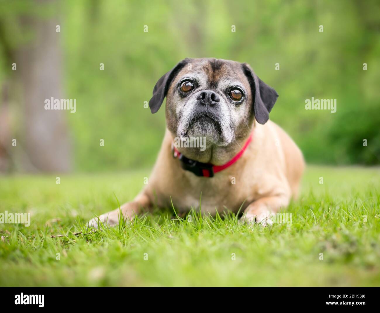 Un cane di razza mista Pug x Beagle, conosciuto anche come "puggle", che indossa un collare rosso all'aperto Foto Stock