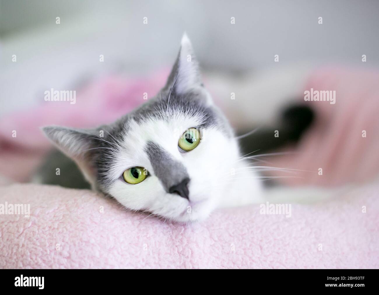 Un gatto domestico grigio e bianco a stiva con occhi verdi che si rilassano in un letto di gatto Foto Stock