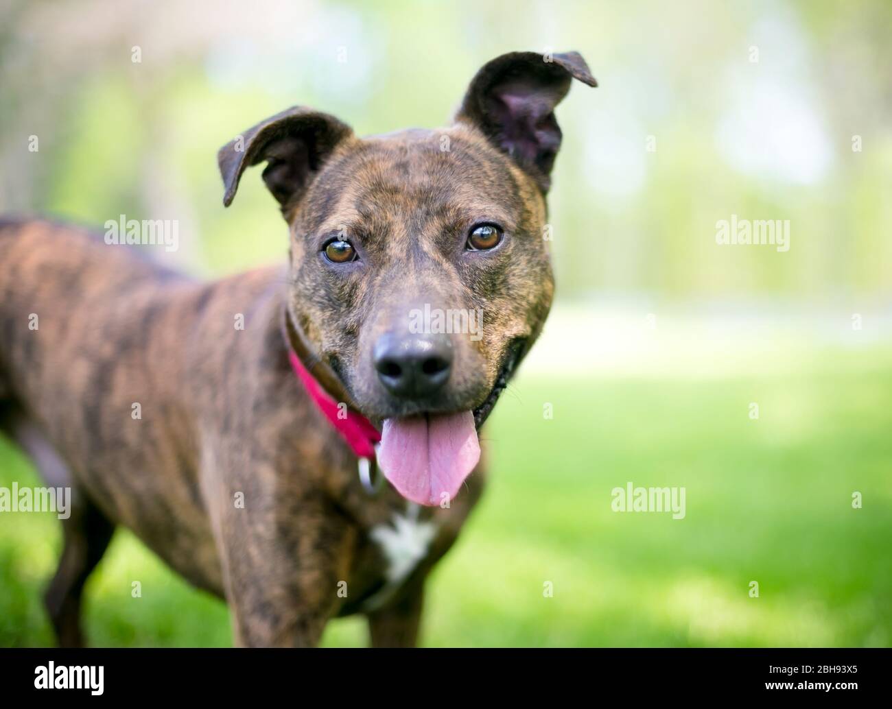 Un cane di razza mista felice brindino con orecchie floppy in piedi all'aperto Foto Stock