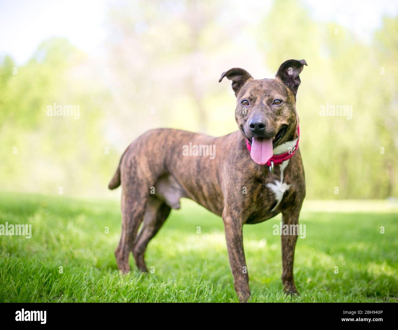 Un cane di razza mista felice brindino con orecchie floppy in piedi all'aperto Foto Stock