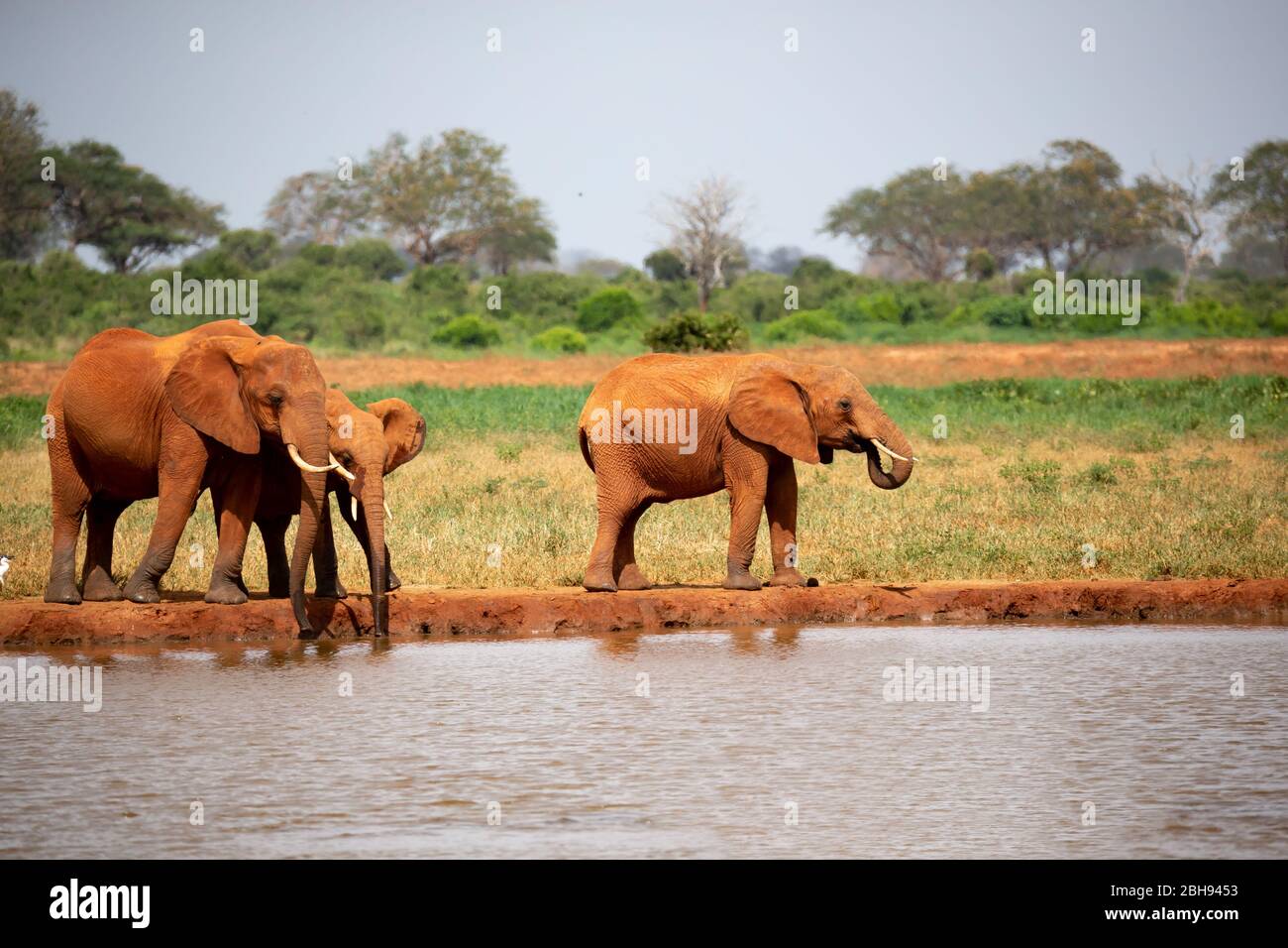 Famiglia di elefanti acqua potabile dal buco Foto Stock