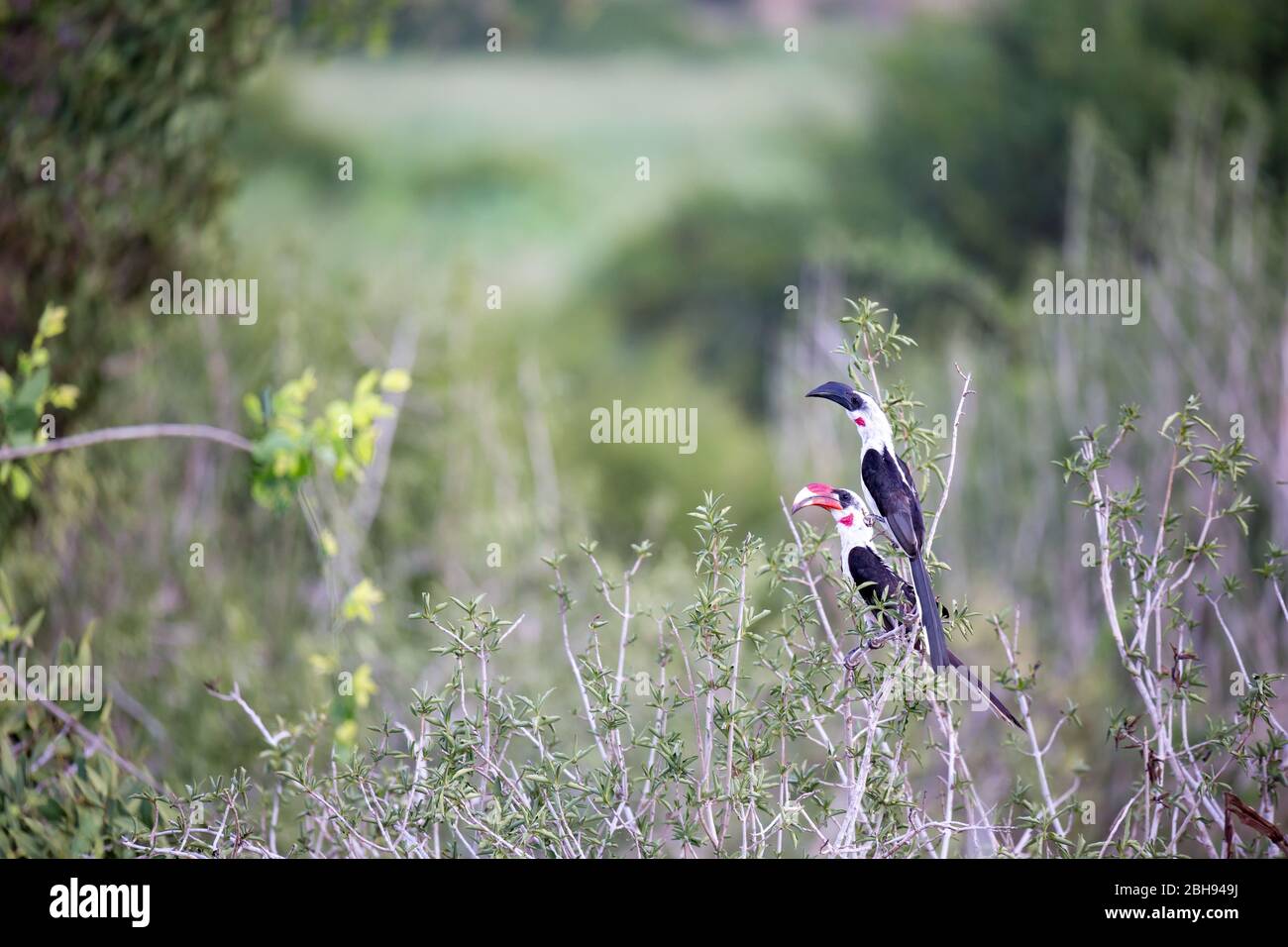 Uccelli kenioti locali sulla macchia verde Foto Stock