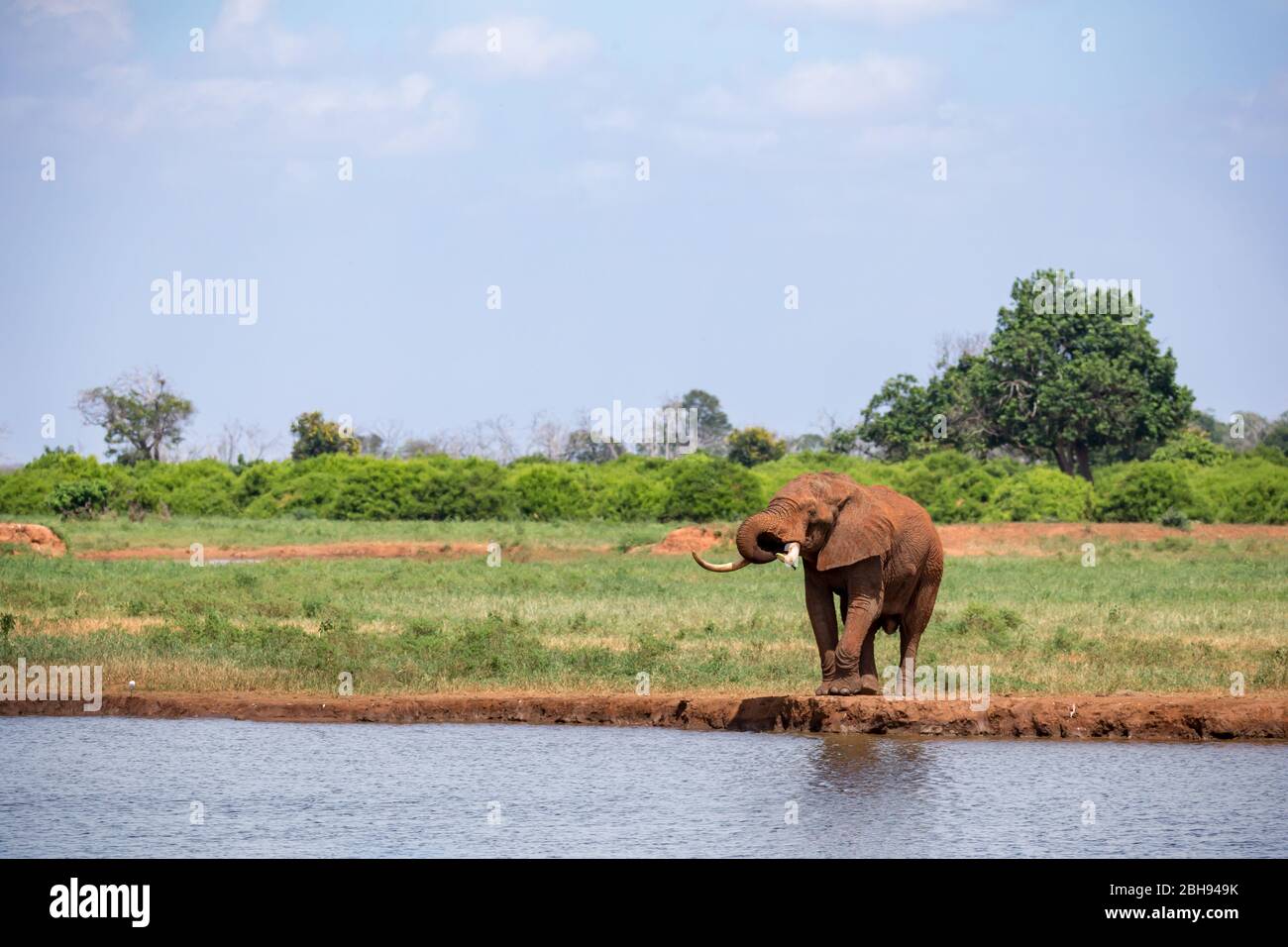 Un elefante sulla sorgente nella savana del Kenya Foto Stock