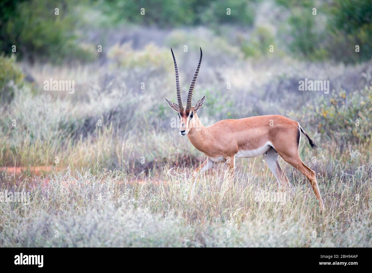 Grant Gazelle si gela nella vastità della savana keniota Foto Stock