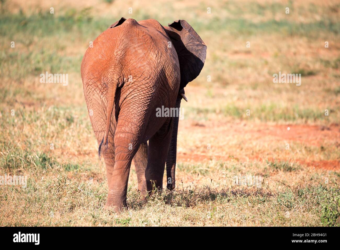 Un elefante rosso è a piedi nella savana Foto Stock