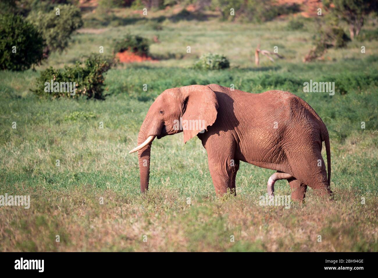 Un grande elefante rosso cammina attraverso la savana tra molte piante Foto Stock