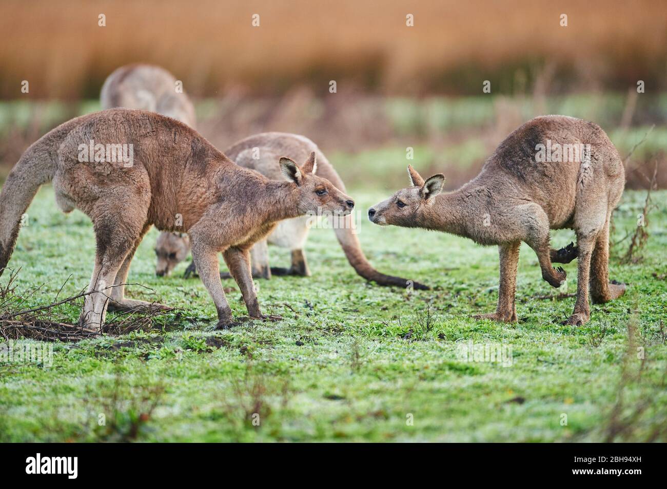 Canguri giganti grigi orientali (Macropus giganteus), prato, lateralmente, seduta, sniffing Foto Stock