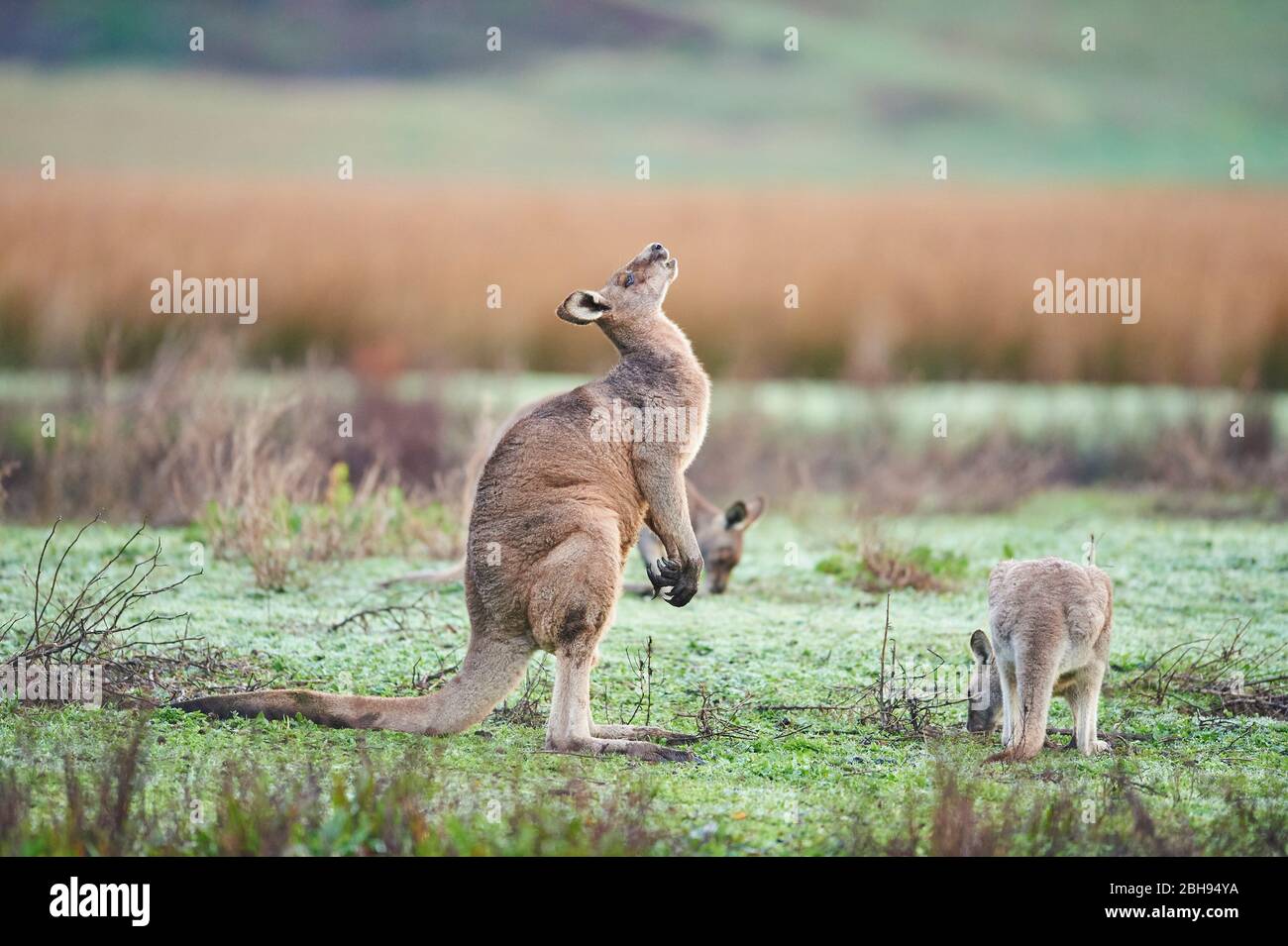 Canguro grigio orientale (Macropus giganteus), prato, lateralmente, in piedi Foto Stock