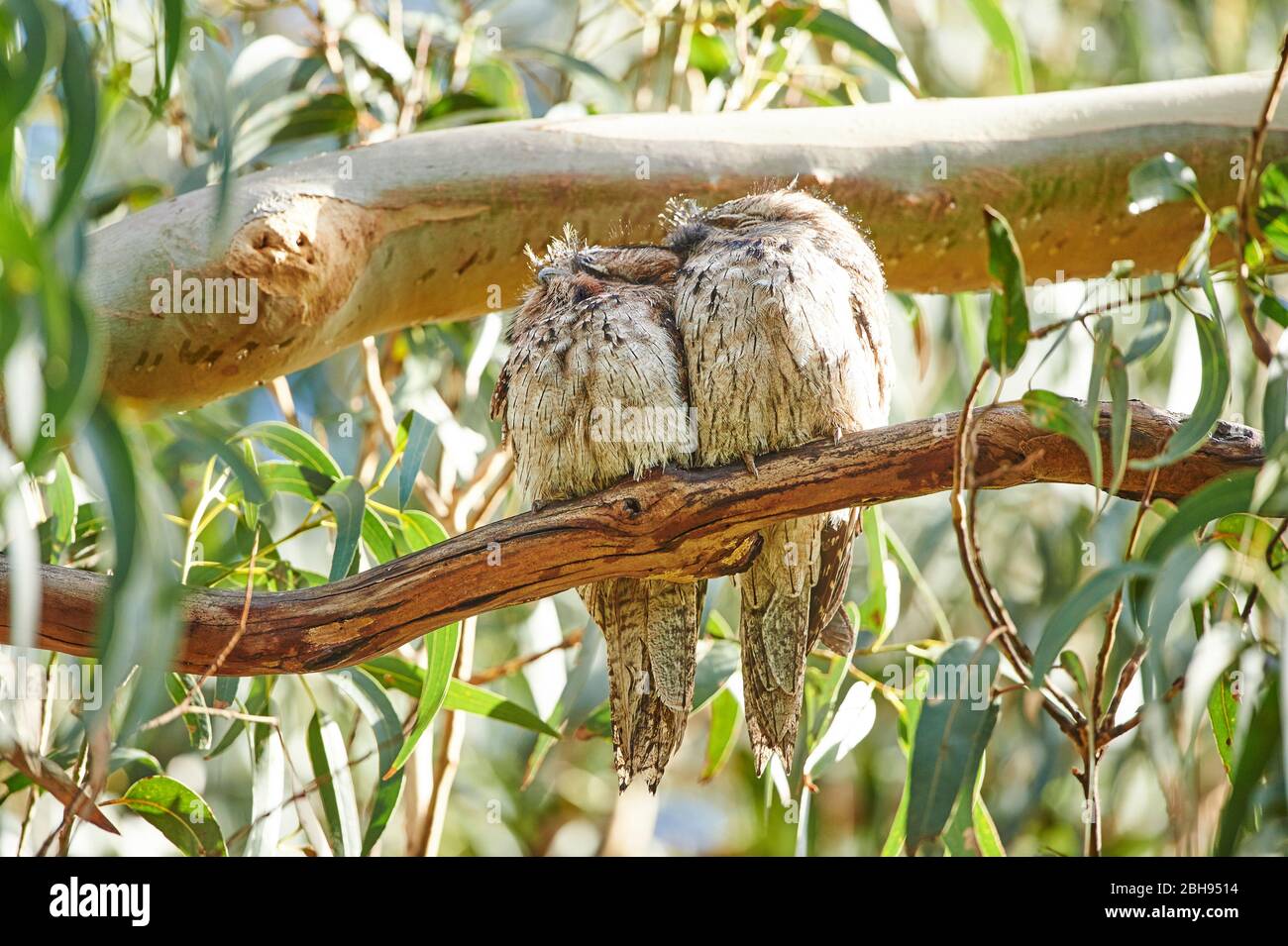 Bruno di rana (Podargus strigoides strigoides), coppia, ramo, testa su, seduta, dormire Foto Stock