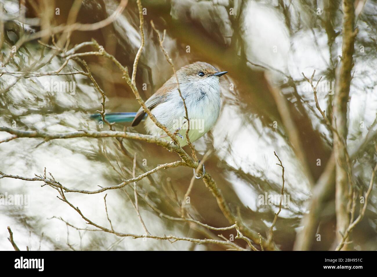 Wren blu (Malurus cyaneus), femmina, arbusto, lateralmente, seduta Foto Stock