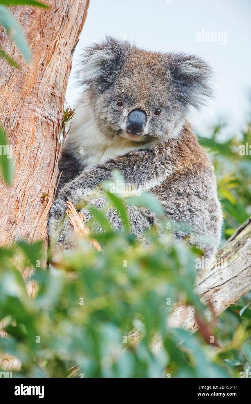 Koala (Phascolarctos cinereus), albero di eucalipto, ramo di albero, lateralmente, seduto, guardando la macchina fotografica Foto Stock