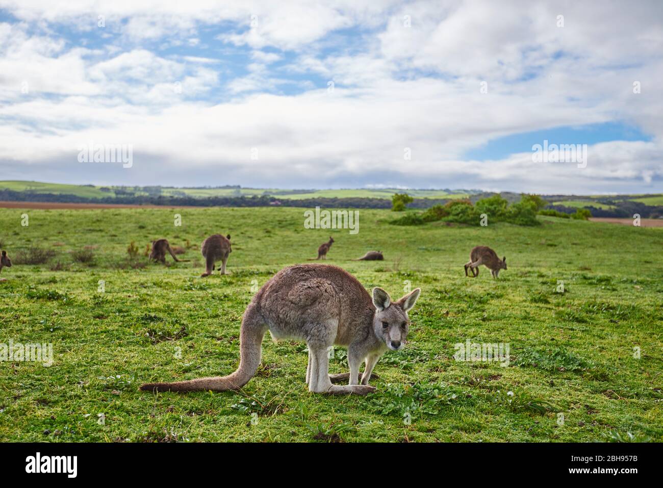 Canguri grigi orientali (Macropus giganteus), prato, lateralmente, in piedi, guardando la macchina fotografica Foto Stock
