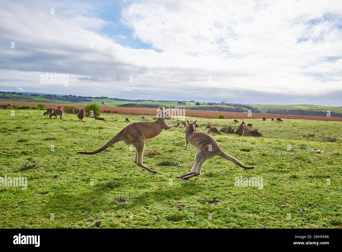 Canguri grigi orientali (Macropus giganteus), prato, laterale, lotta Foto Stock
