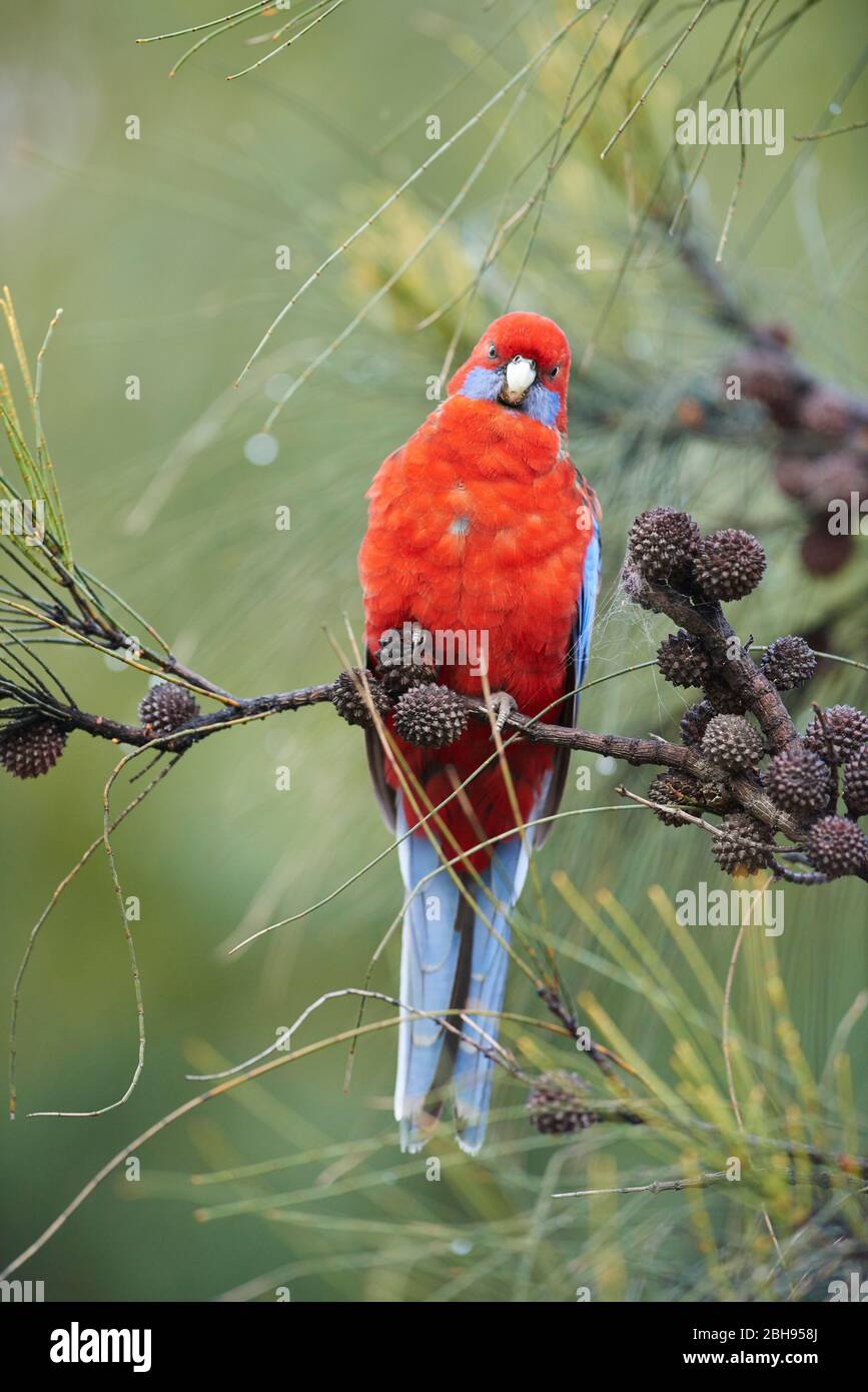 crimson rosella (Platycercus elegans), ramo d'albero, testa-su, seduta, guardando la macchina fotografica Foto Stock