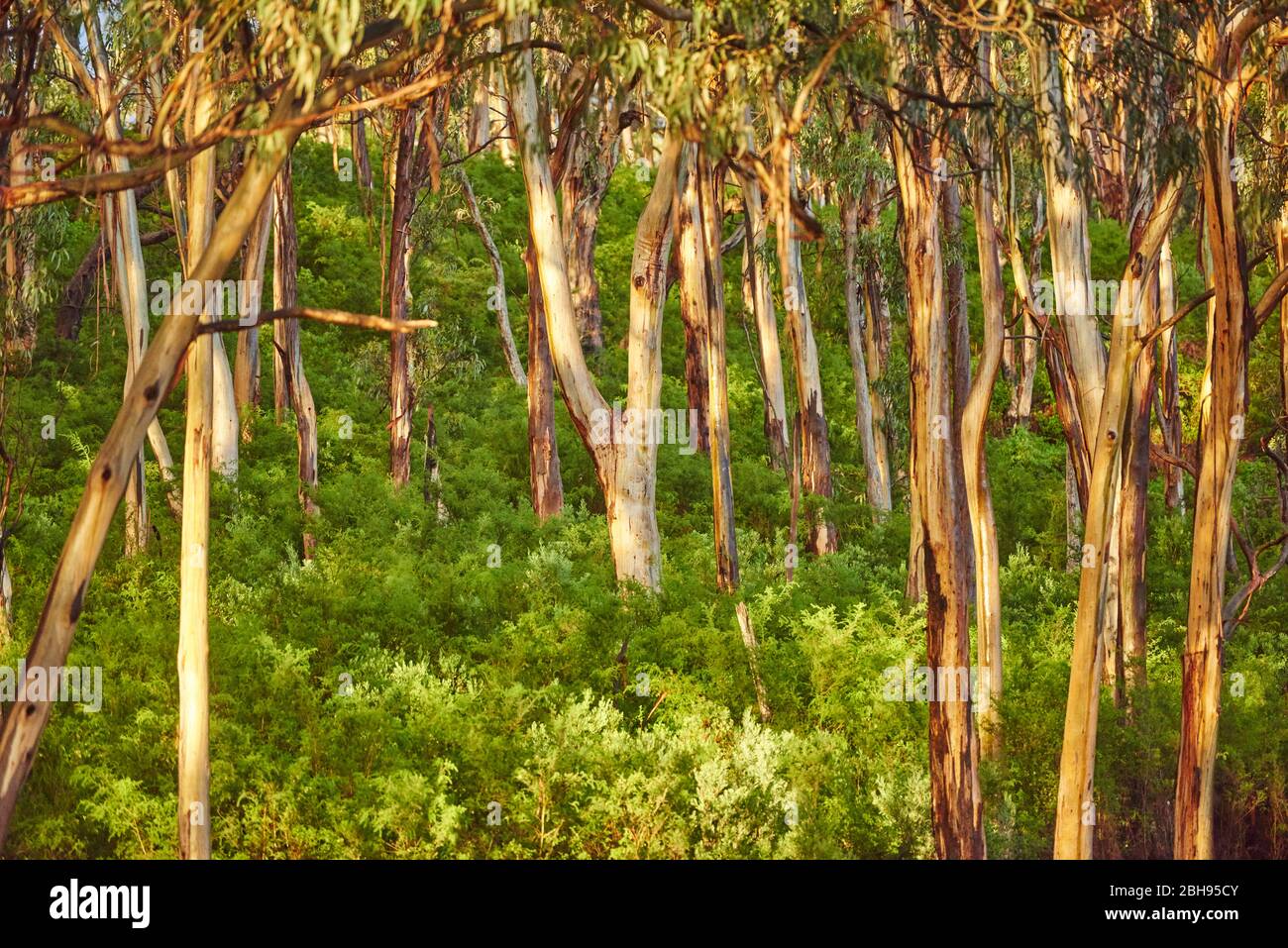 Paesaggio, Eucalipto Blu (Eucalipto globulus), Foresta pluviale, fiume Kennet, Grande Otway National Park, Victoria, Australia, Oceania Foto Stock
