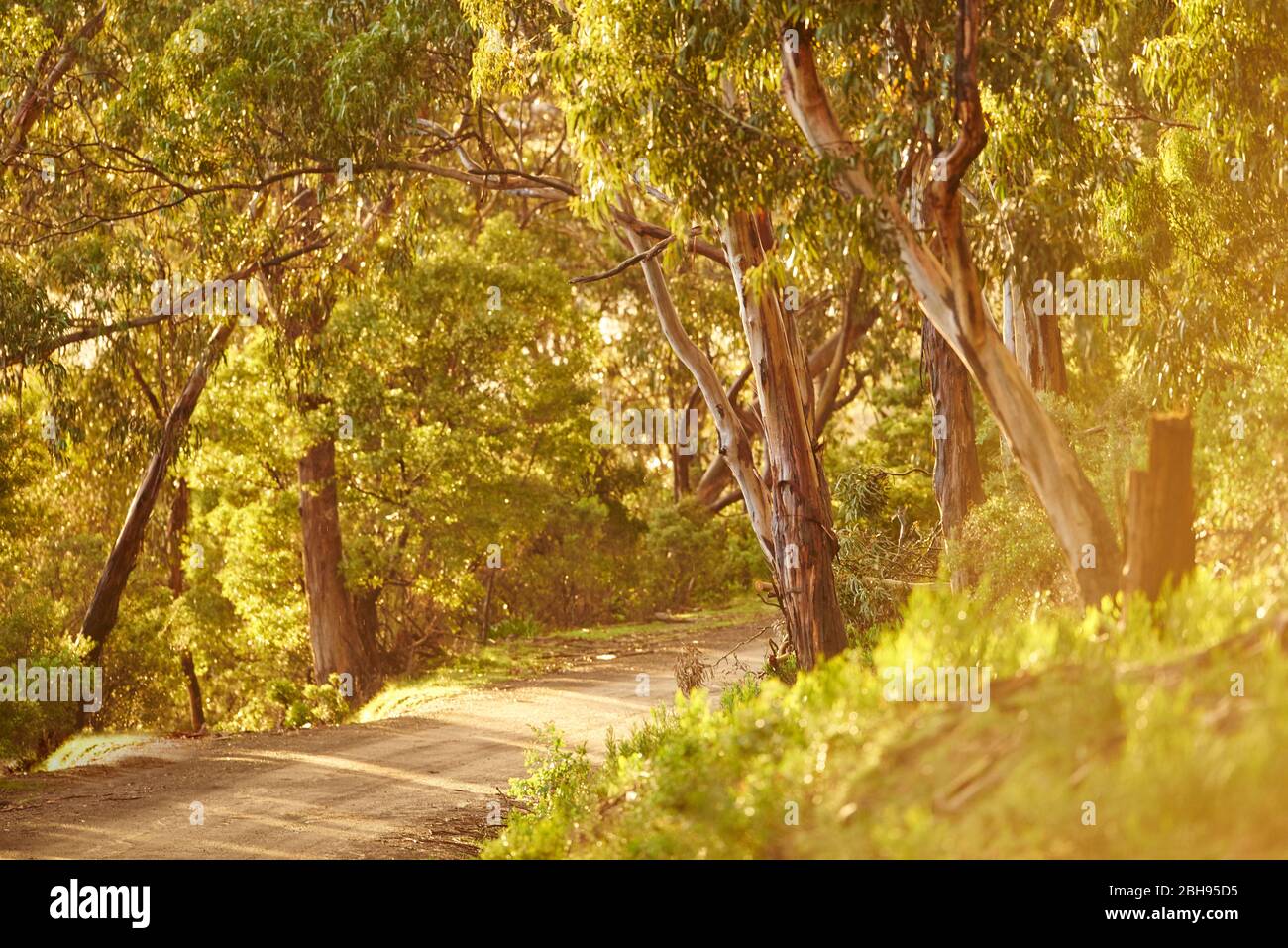 Paesaggio, strada, Eucalipto Blu (Eucalipto globulus), Foresta pluviale, fiume Kennet, Parco Nazionale Grande Otway, Victoria, Australia, Oceania Foto Stock