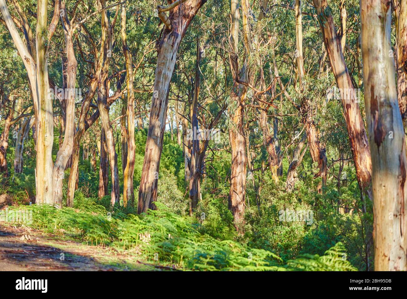 Paesaggio, Eucalipto Blu (Eucalipto globulus), Foresta pluviale, fiume Kennet, Grande Otway National Park, Victoria, Australia, Oceania Foto Stock