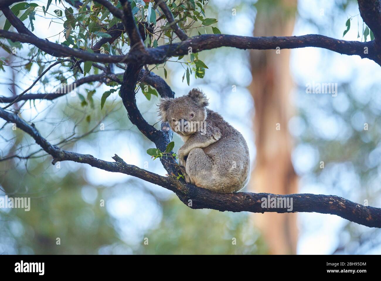Koala (Phascolarctos cinereus), albero di eucalipto, ramo di albero, lateralmente, seduto, guardando la macchina fotografica Foto Stock