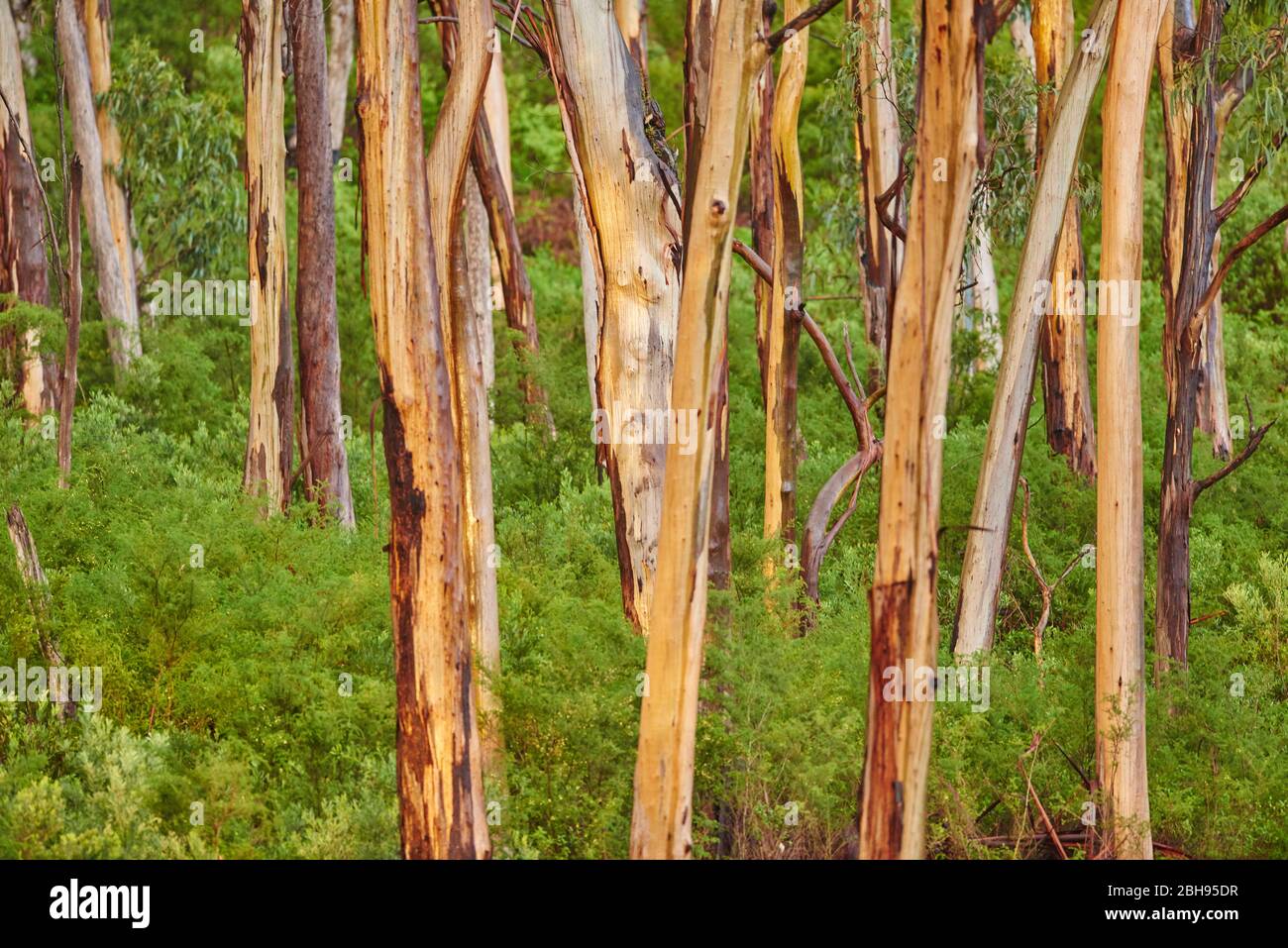 Paesaggio, Eucalipto Blu (Eucalipto globulus), Foresta pluviale, fiume Kennet, Grande Otway National Park, Victoria, Australia, Oceania Foto Stock