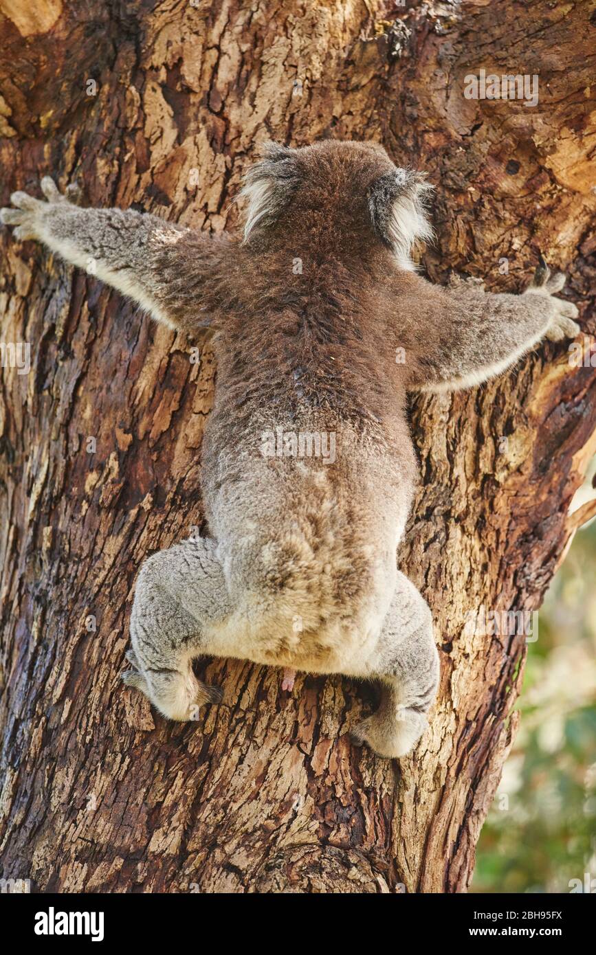Koala (Phascolarctos cinereus), albero di eucalipto, arrampicata, vista posteriore Foto Stock