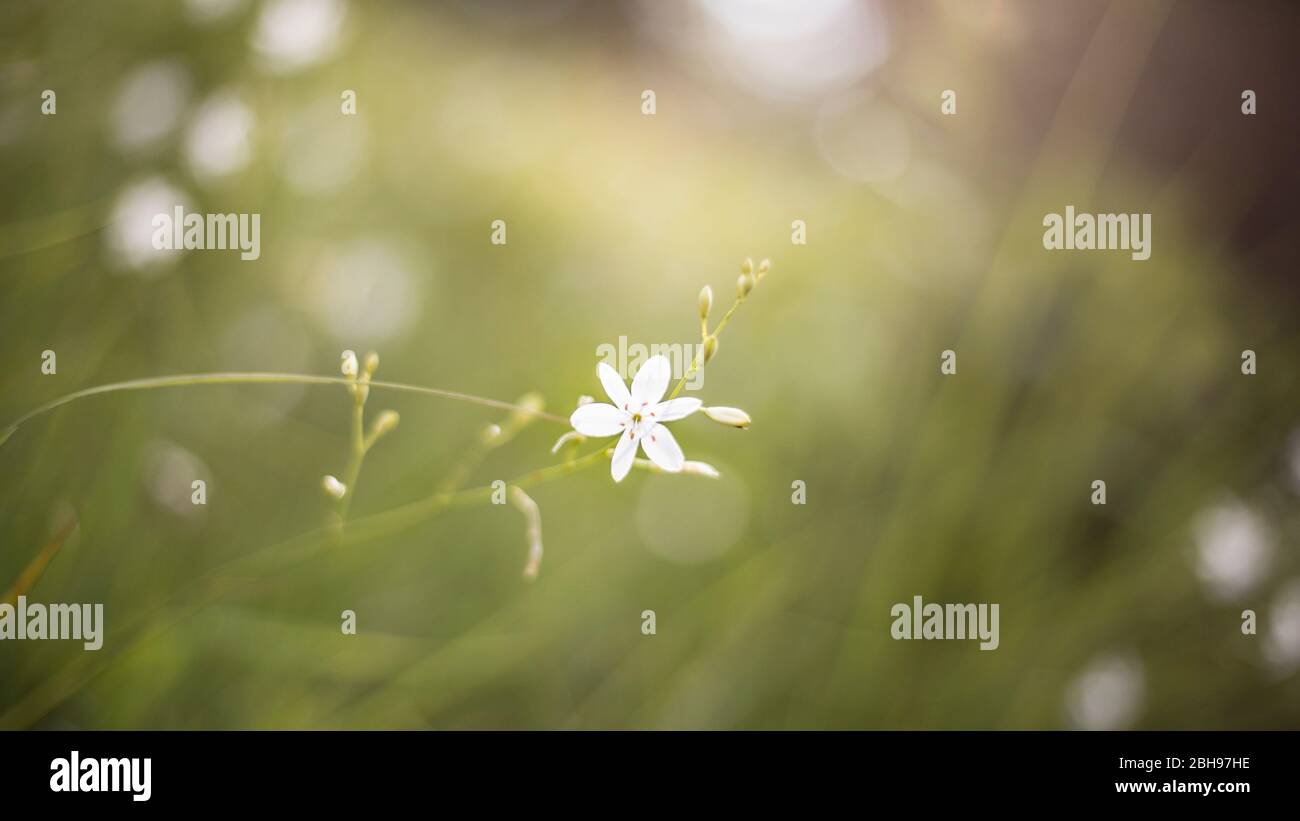 Fiore di montagna, Prealpi bavaresi, alta Baviera, Baviera, Germania Foto Stock