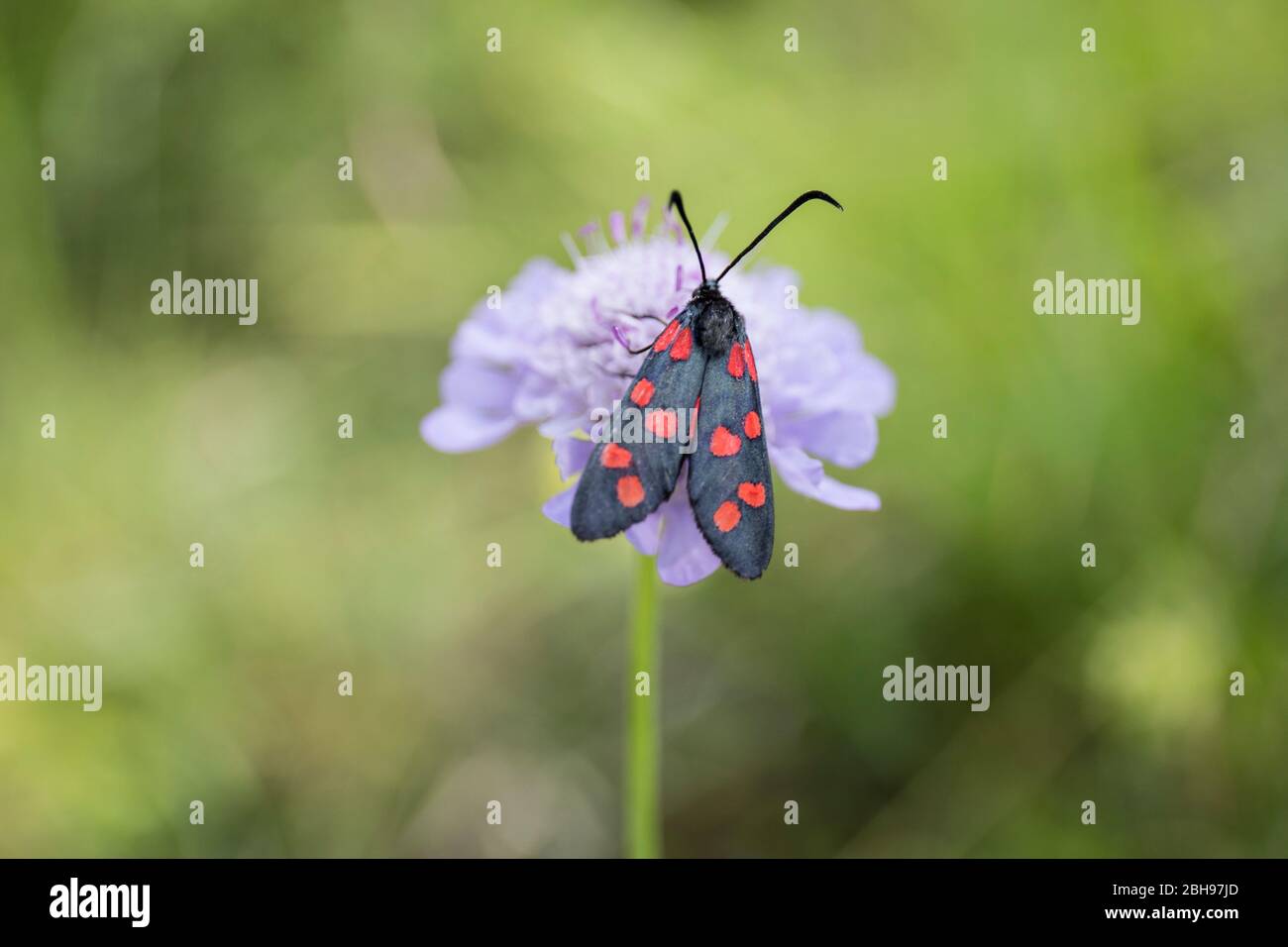Gocce di sangue su fiore viola, primo piano Foto Stock Gocce di sangue su fiore viola, primo piano Foto Stock