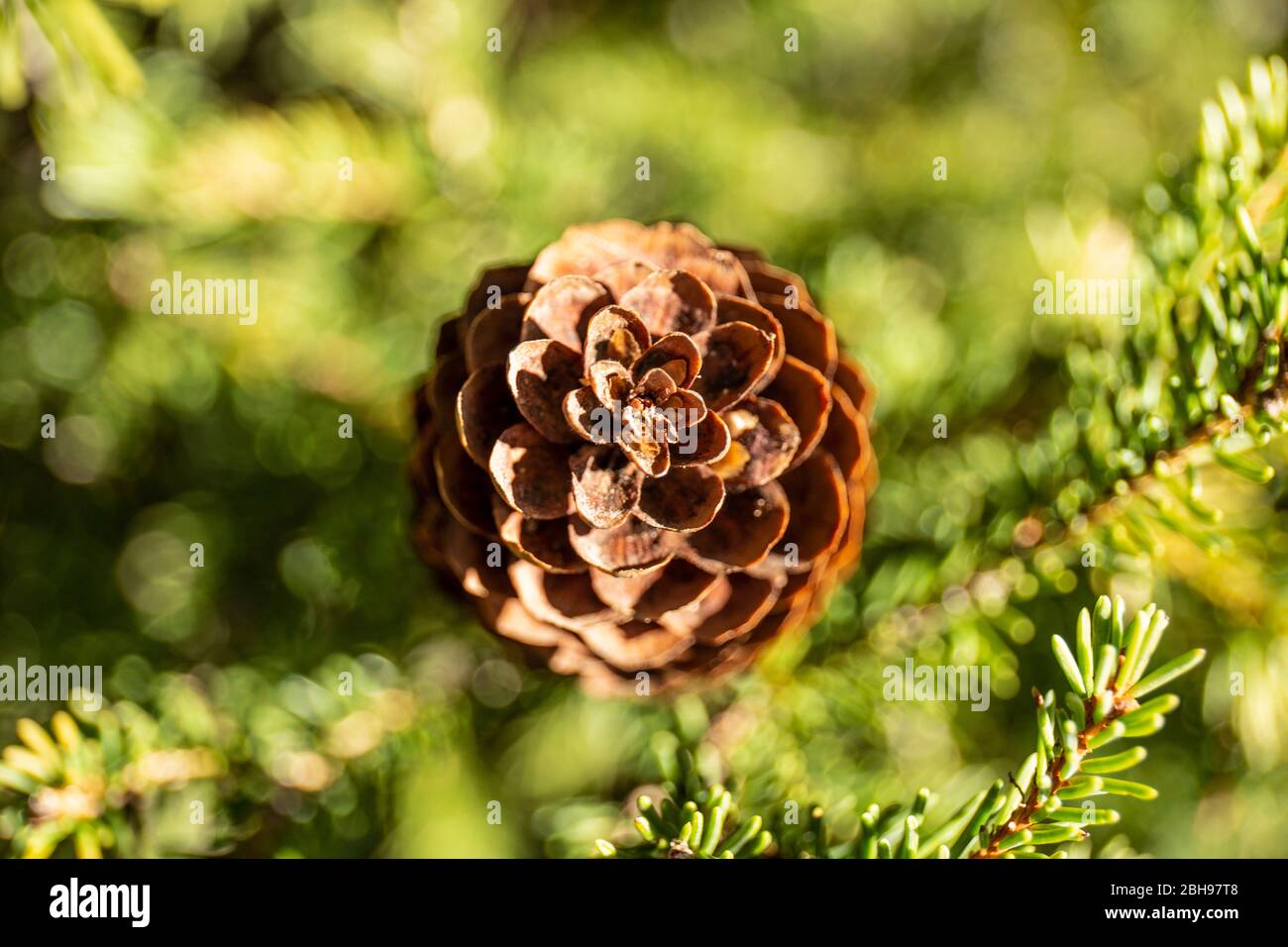 conifera, cono, primo piano Foto Stock