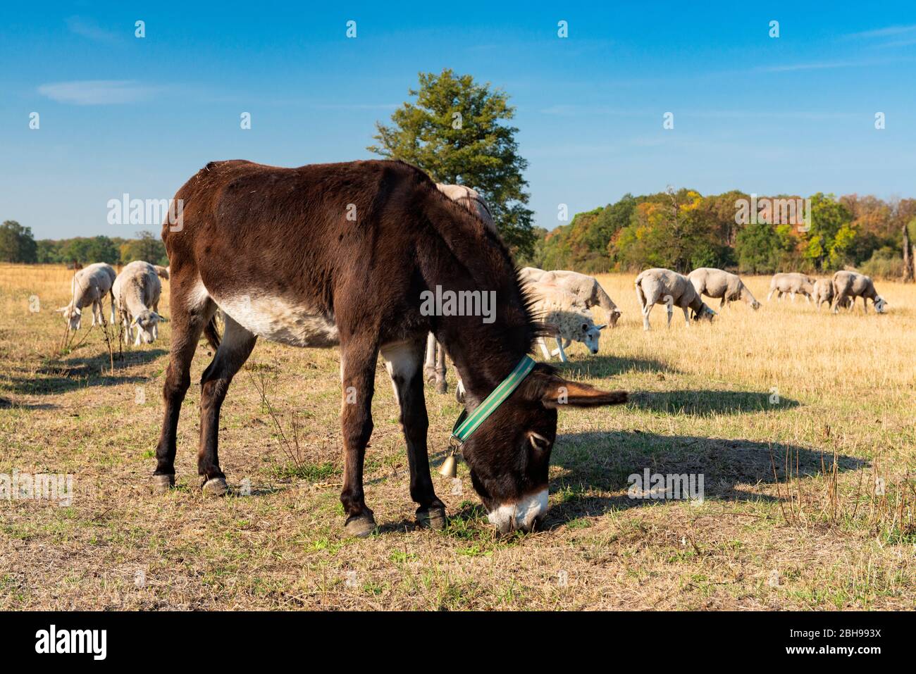 Allevamento di ovini (Ovis) con asini di protezione, asino (Equus asinus) per la protezione contro i lupi nell'Elbaue vicino a Dessau, Sassonia-Anhalt, Germania Foto Stock