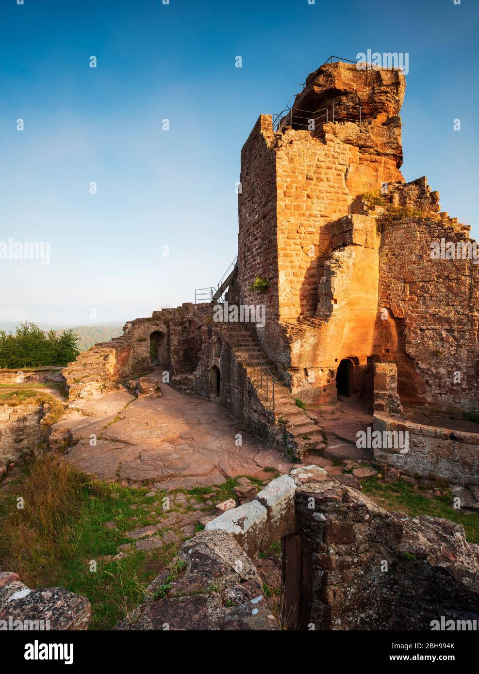 Castello di Hohenburg alla luce del mattino, francese Château du Hohenbourg, castello di roccia, Wasgau, Alsazia, Francia Foto Stock