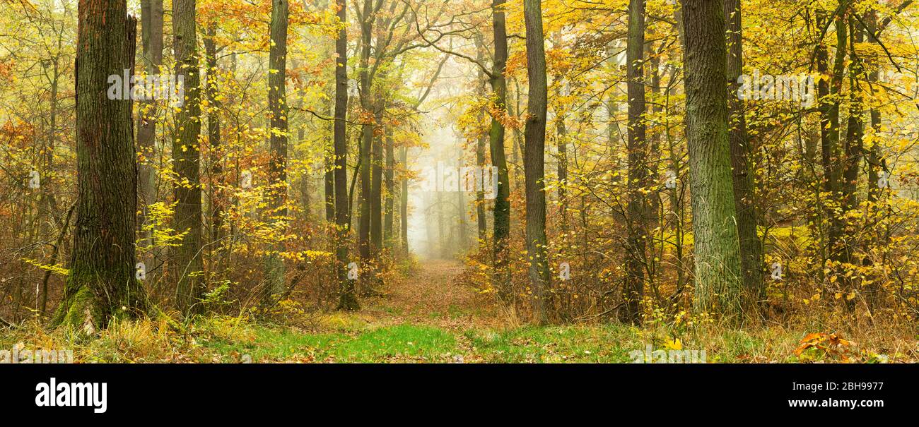 Percorso attraverso boschi decidui in piena autunno colori, nebbia, Ziegelrodaer Forst vicino Querfurt, Sassonia-Anhalt, Germania Foto Stock