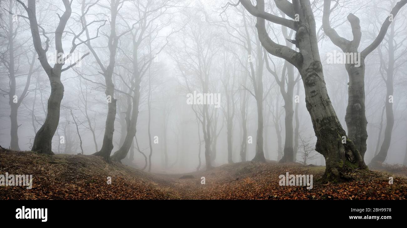 Geheimnisvoller Wald im Nebel, bizarr verwachsene kahle Buchen, Herbst, Erzgebirge, Tscechien Foto Stock
