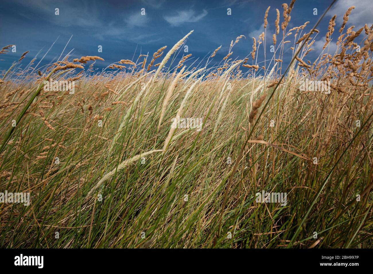 L'erba alta soffia nel vento Foto Stock