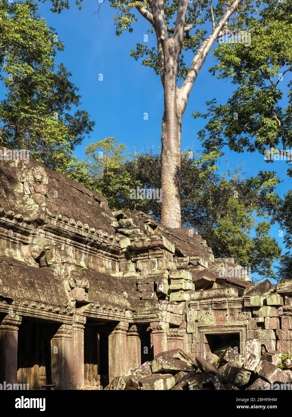 Rovine del tempio, Ta Prohm, Angkor Archaeological Park, Siem Reap, Cambogia, Foto Stock