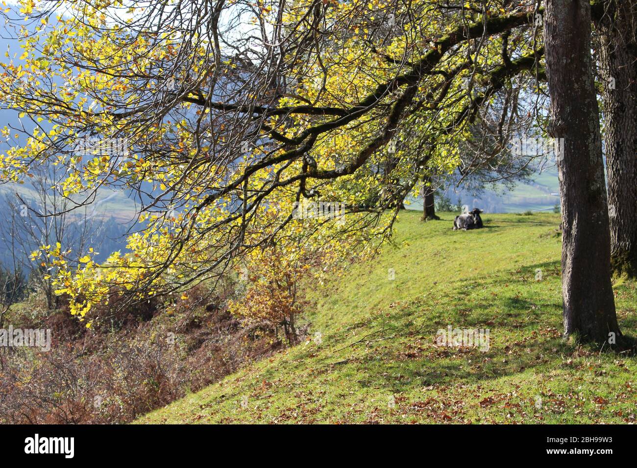 Bad Hindelang, Baviera, Germania, Weide Foto Stock