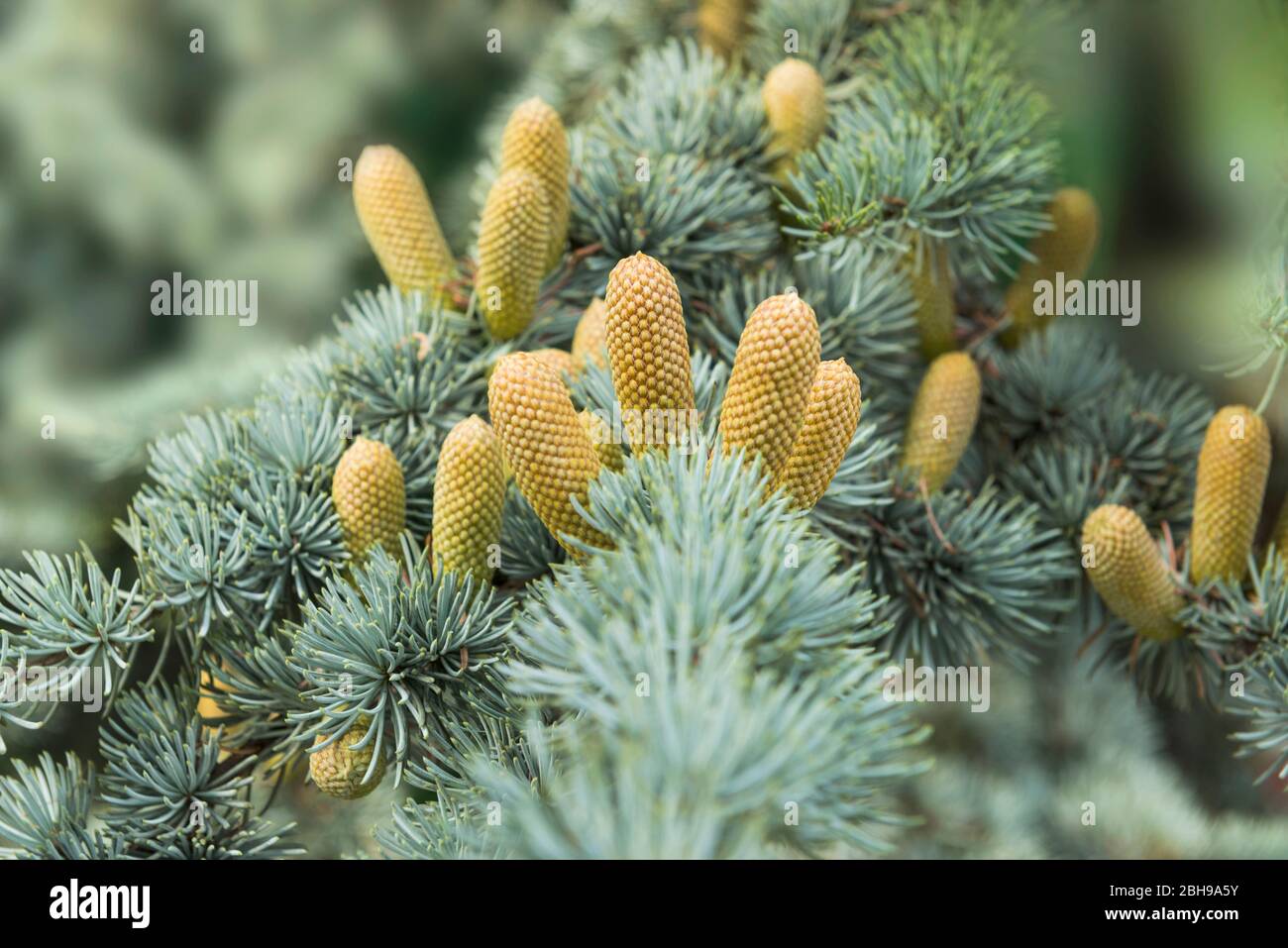 Föhrenzapfen, Pino scozzese, Pinus sylvestris Foto Stock