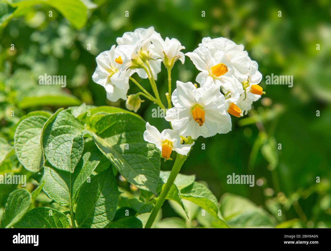 Fiore di patata immagini e fotografie stock ad alta risoluzione - Alamy