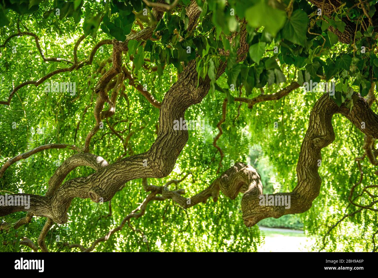 Albero pagoda giapponese, pendolo dello Styphnolobium japonicum, legume familiare, giardino paesaggistico Foto Stock