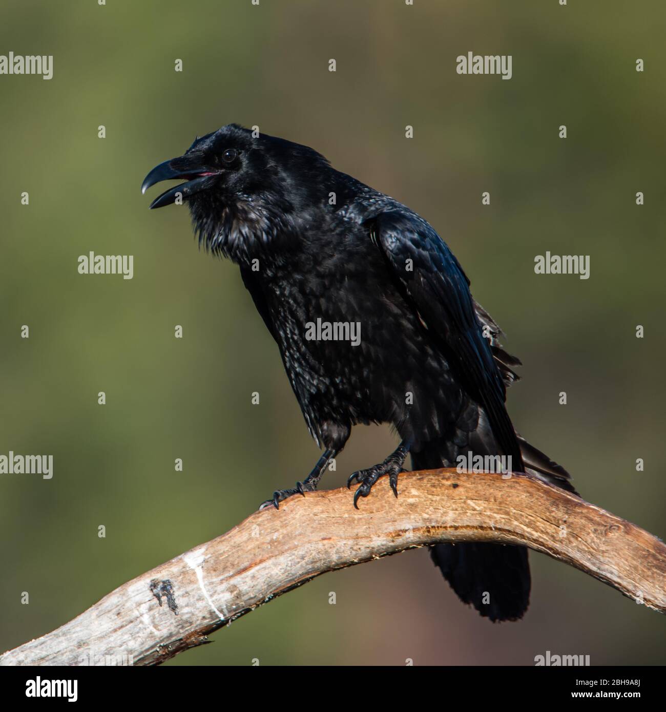 Un corvo comune (Corvus corax) su un ramo con un bel sfondo verde disfocuso. Nella mitologia norrena, Huginn (dal vecchio norreno per 'pensiero') e Mu Foto Stock