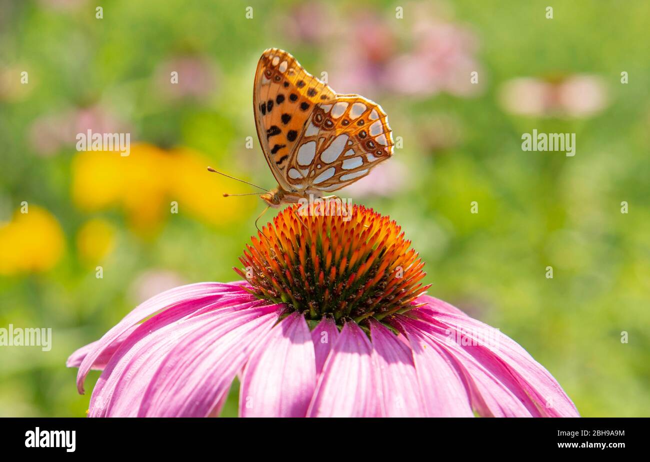 Conflower, Echinacea purpurpurea, famiglia Daisy, farfalla piccola madre-di-perla, Issoria lathonia, Famiglia Edelfalter Foto Stock